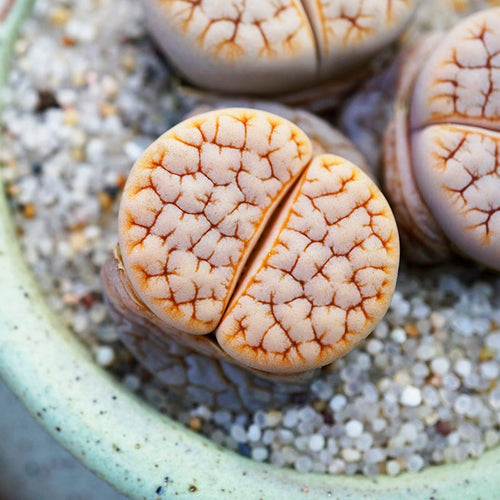 Lithops gracilidelineata 'Café au Lait' : Real Live Succulent Lithops Pseudotruncatella Plant