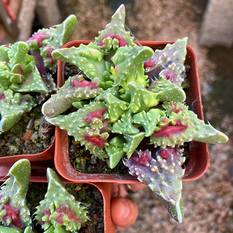 faucaria succulent Faucaria tuberculosa 'Rubra' : Real Live Succulent Cactus Plant