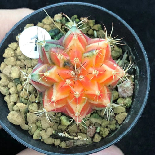 Real Live Succulent Cactus Plant :  Gymnocalycium mihanovichii var. friedrichii Werderm.