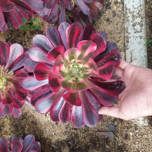 Real Live Succulent Cactus Plant :  Aeonium Medusa