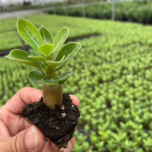 Real Live Succulent Cactus Plant :  Adenium obesum Desert Rose