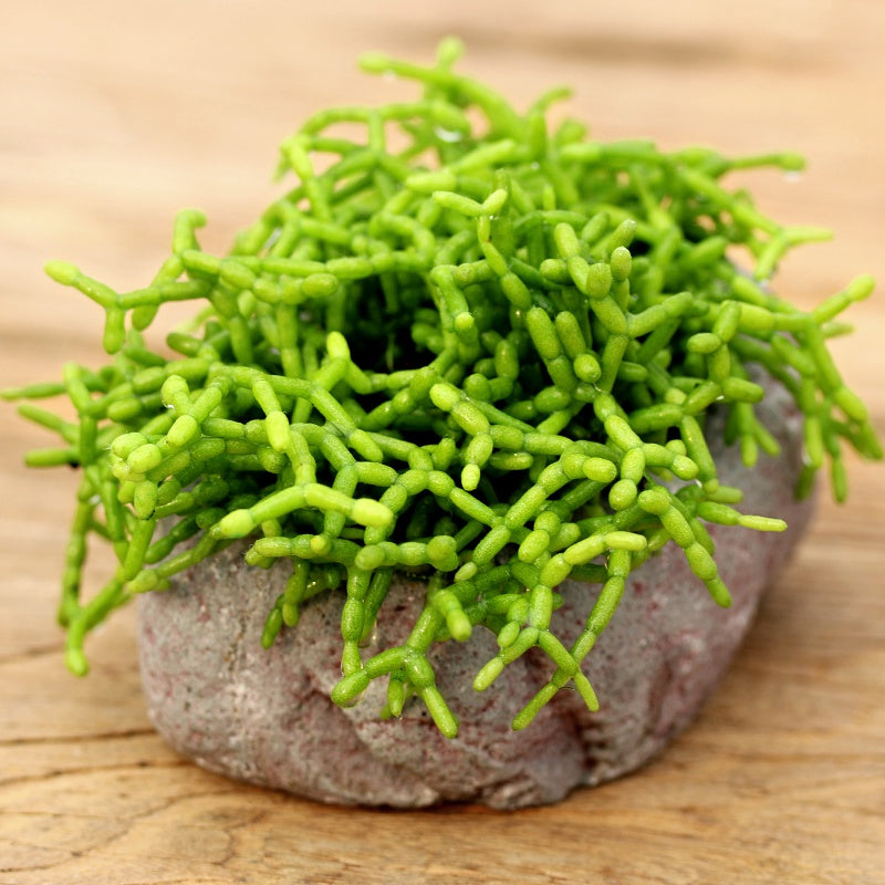 succulent rhipsalis Real Live Succulent Cactus Plant : Rhipsalis cereuscula – Succulent Zone
