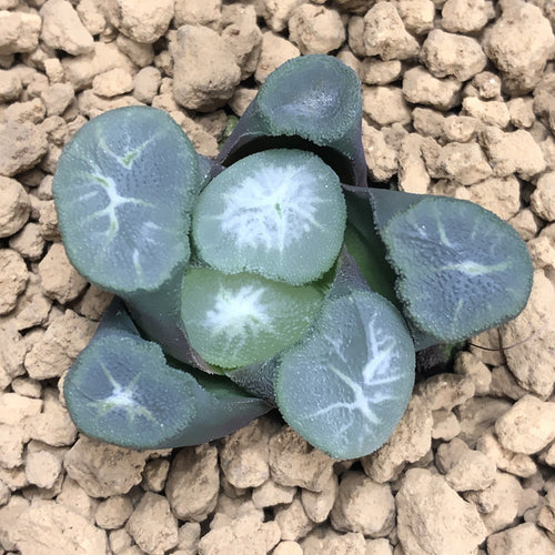 Haworthia truncata 'Sanekata' : Real Live Succulent Cactus Plant