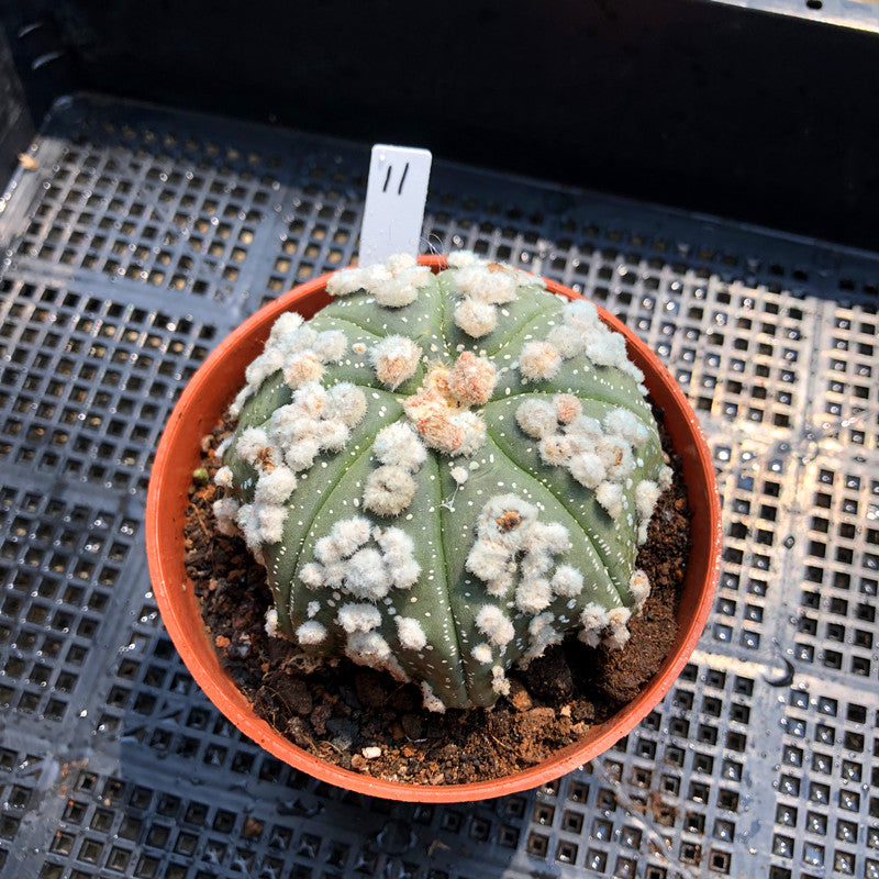 Astrophytum asterias 'Hanazono' : Real Live Succulent Cactus Plant