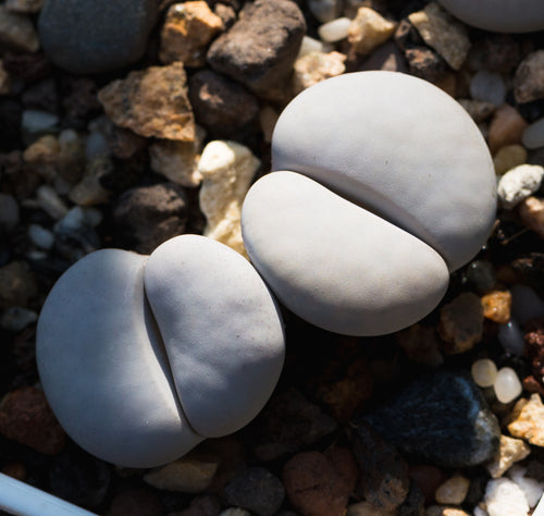 L. pseudotruncatella ssp. groendrayensis cv. : Real Live Succulent Lithops Pseudotruncatella Plant