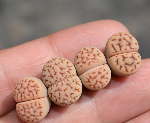 L. karasmontana ssp. eberlanzii (Dinter et Schwantes) D.T.Cole : Real Live Succulent Lithops Pseudotruncatella Plant