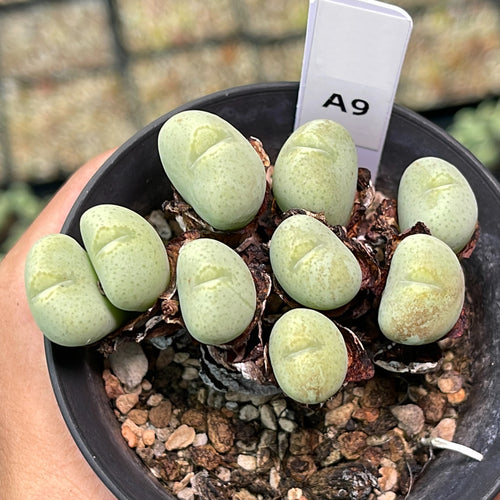 Conophytum nudum Tischer : Real Live Succulent Lithops Pseudotruncatella Plant