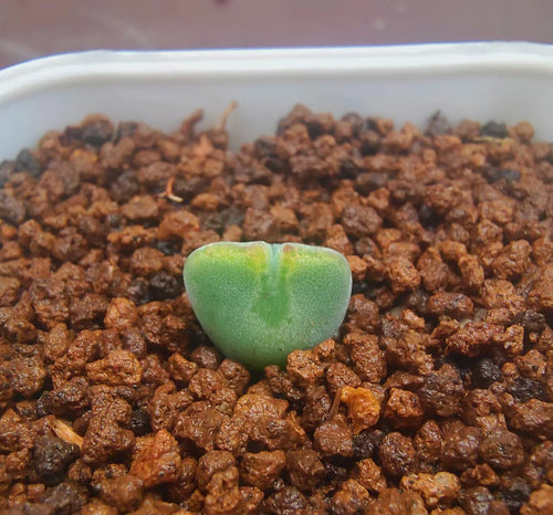 Conophytum regale Lavis : Real Live Succulent Cactus Plant
