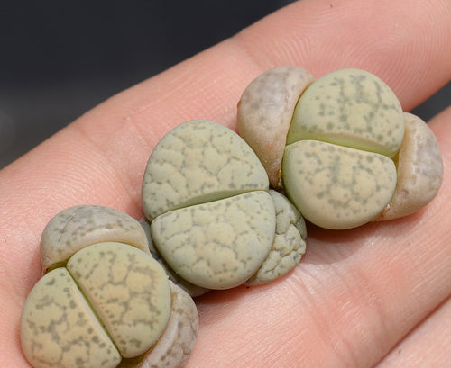 Lithops francisci L. Bolus : Real Live Succulent Lithops Pseudotruncatella Plant