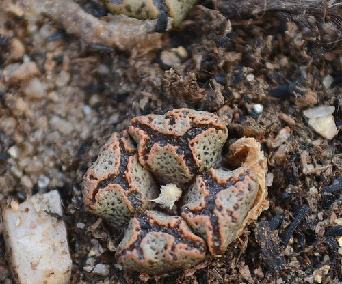 Conophytum pellucidum Schwantes var. terricol (Tischer) S. A. Hammer : Real Live Succulent Lithops Pseudotruncatella Plant