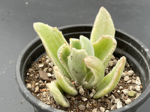 Real Live Succulent Cactus Plant :  Kalanchoe tomentosa 'Variegata'