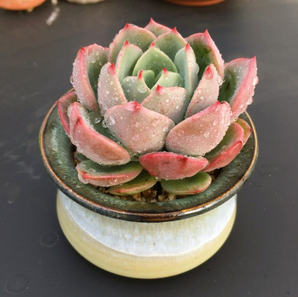 succulent salmon Real Live Succulent Cactus Plant : Echeveria 'Salmon' – Succulent Zone