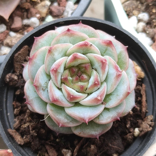 Real Live Succulent Cactus Plant :  Echeveria Red Velvet