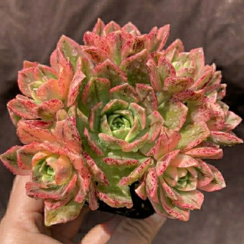 Real Live Succulent Cactus Plant :  Aeonium 'Bronze Medal variegata'