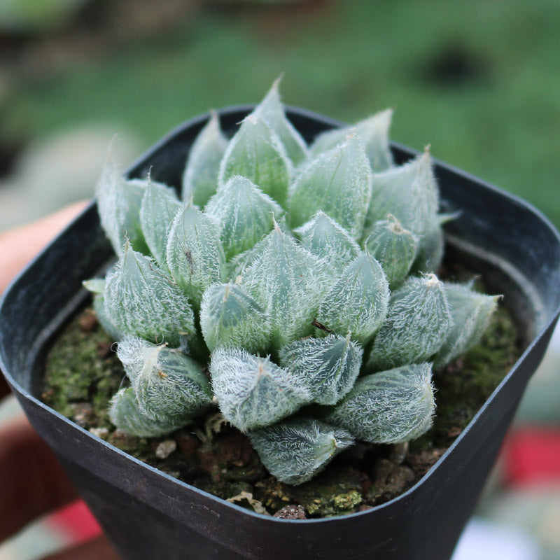 Real Live Succulent Cactus Plant : Haworthia cooperi var. venusta