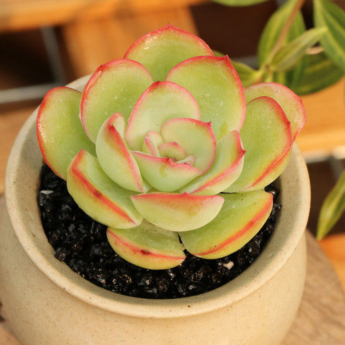 Real Live Succulent Cactus Plant :  Echeveria 'Morning Dew'