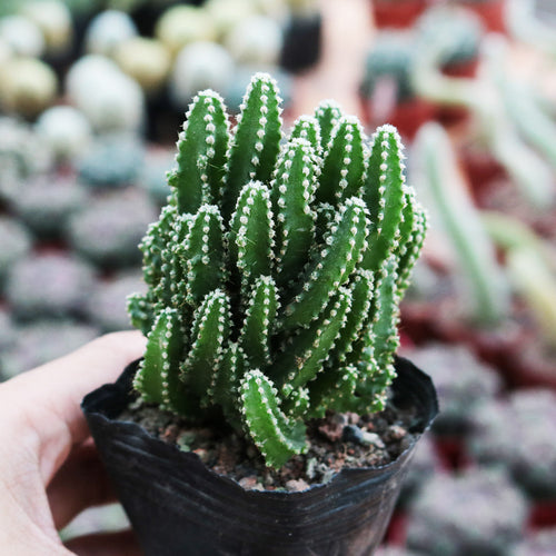 Real Live Succulent Cactus Plant :  Cereus cv. Fairy Castle Acanthocereus tetragonus cv. Fairy castle