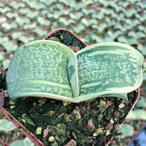 Real Live Succulent Cactus Plant :  Gasteria armstrongii Cow Tongue variegata