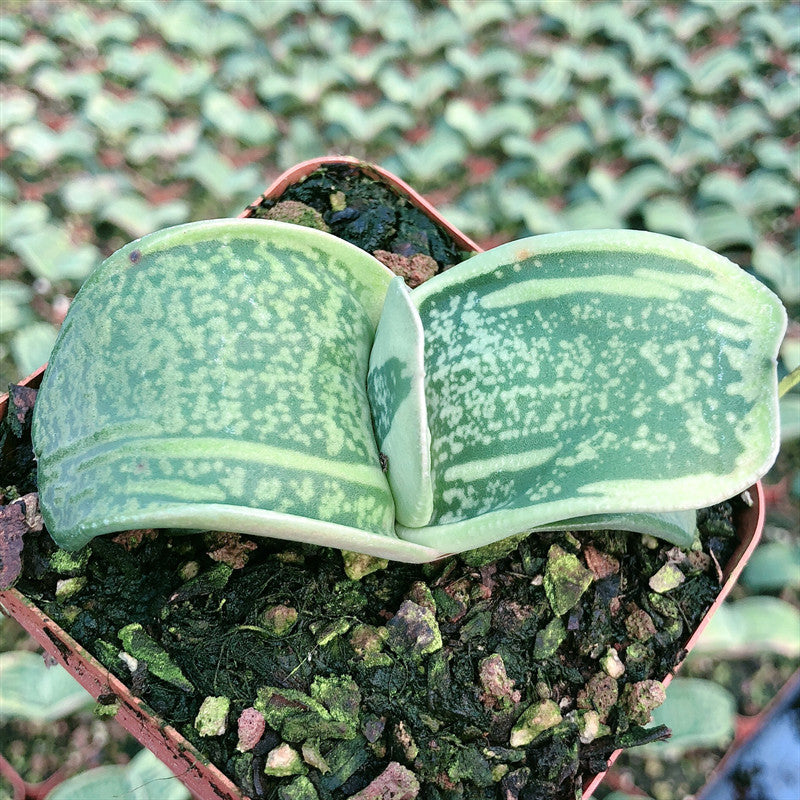 Real Live Succulent Cactus Plant : Gasteria armstrongii Cow Tongue var –  Succulent Zone