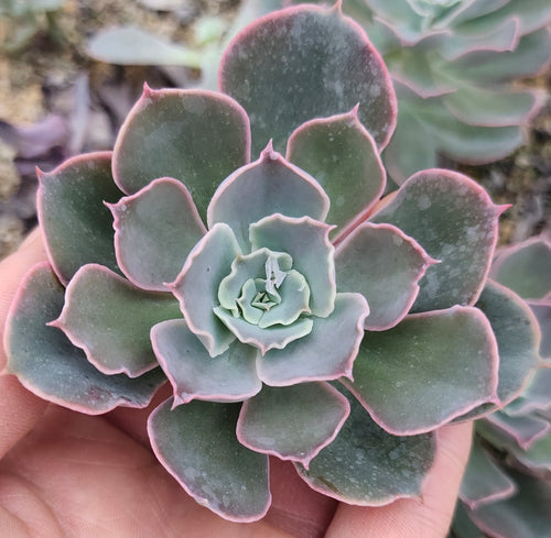 Real Live Succulent Cactus Plant :  Echeveria 'Morning Light'
