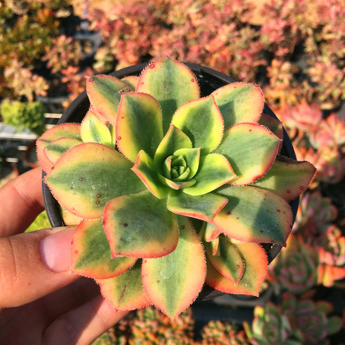 Real Live Succulent Cactus Plant :  Aeonium arboreum 'Medio-picta Colorful'