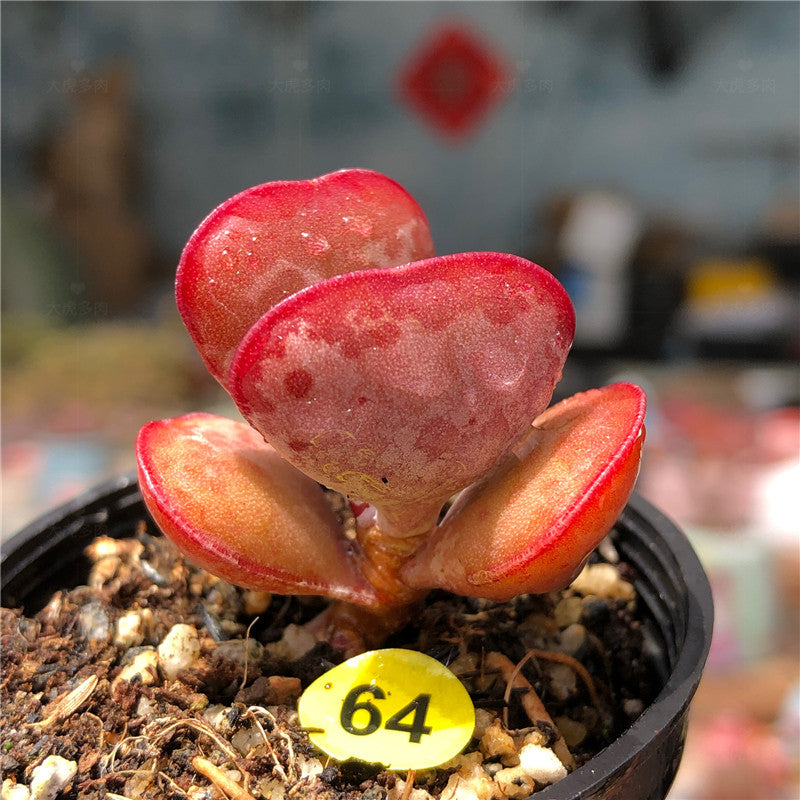 Adromischus triflorus (L. f.) A. Berger 'Calico Hearts' : Real Live Succulent Cactus Plant