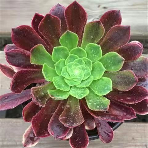Real Live Succulent Cactus Plant :  Aeonium arboreum 'Carnival'