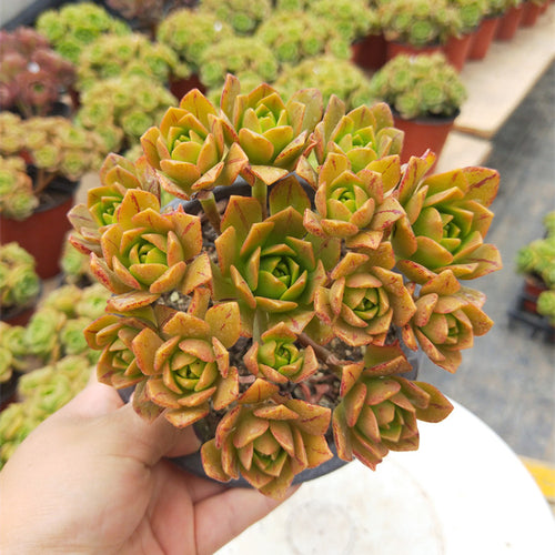 Real Live Succulent Cactus Plant :  Aeonium Bronze Medal