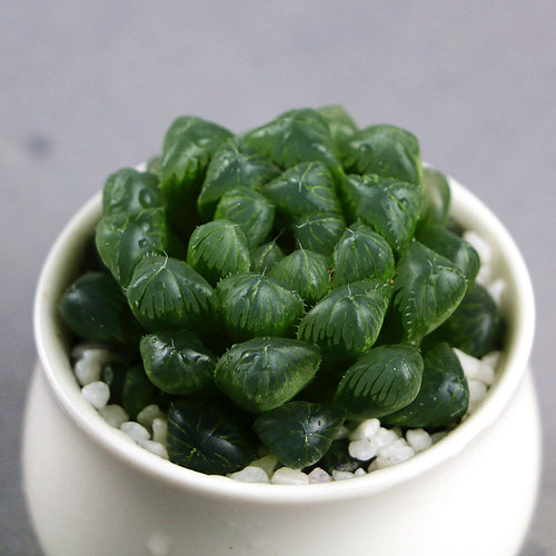 Haworthia obtusa 'Sun's Ice Lantern' : Real Live Succulent Cactus Plant