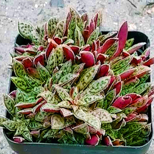 Real Live Succulent Cactus Plant :  Crassula exilis Harv. subsp. picturata (Boom) Rowley