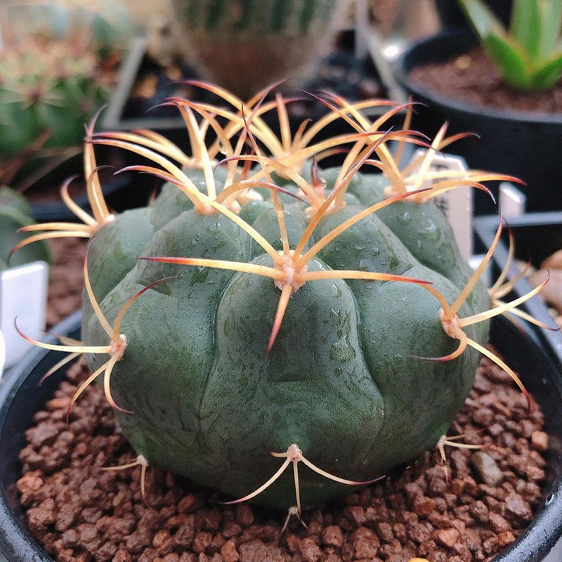 Real Live Succulent Cactus Plant :  Gymnocalycium pflanzii