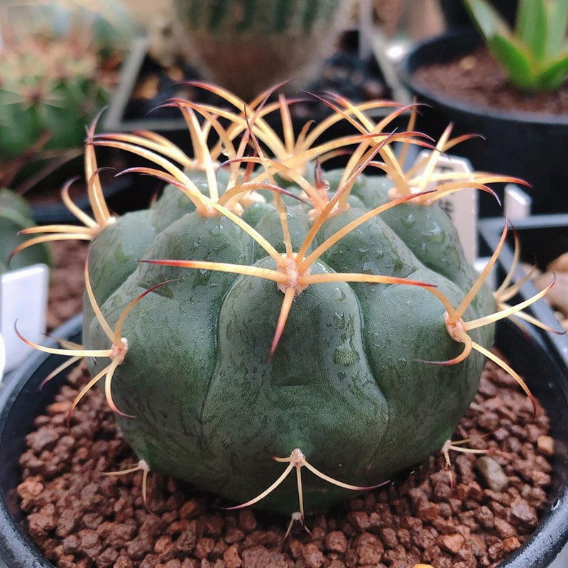 Real Live Succulent Cactus Plant : Gymnocalycium pflanzii – Succulent Zone