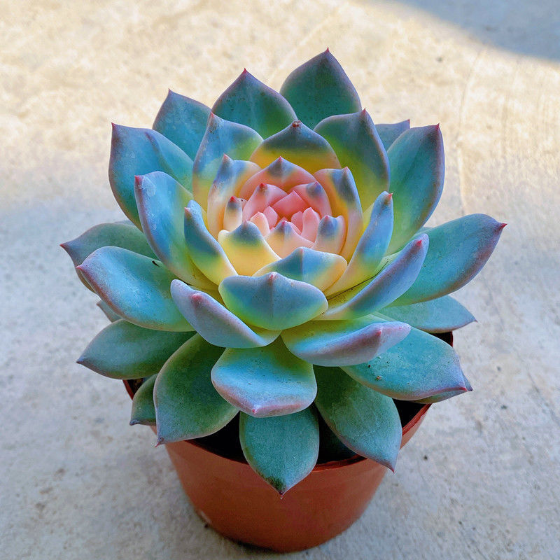 variegated succulents Real Live Succulent Cactus Plant : Echeveria 'Blue Bird' variegated