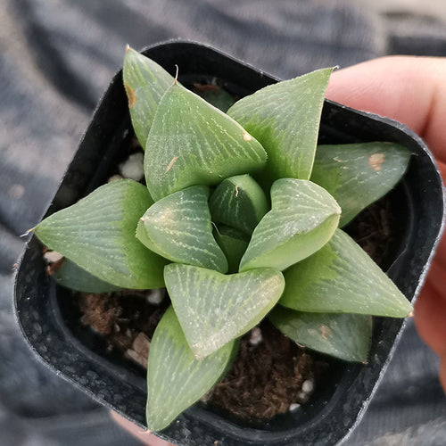 Haworthia retusa 'Emperor' : Real Live Succulent Cactus Plant