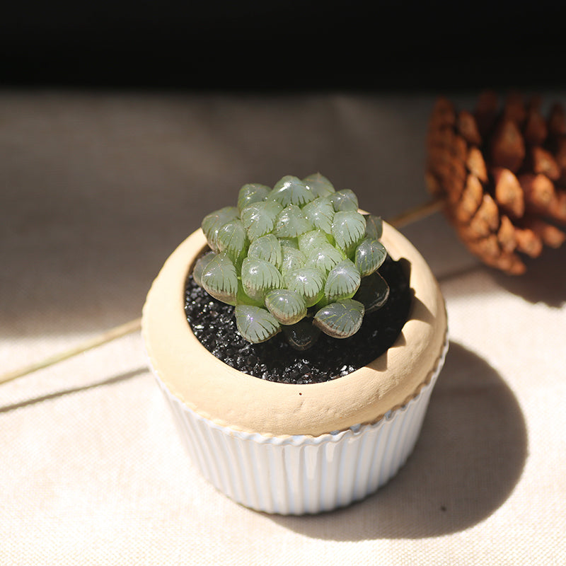 Haworthia 'Palace Lantern' : Real Live Succulent Cactus Plant