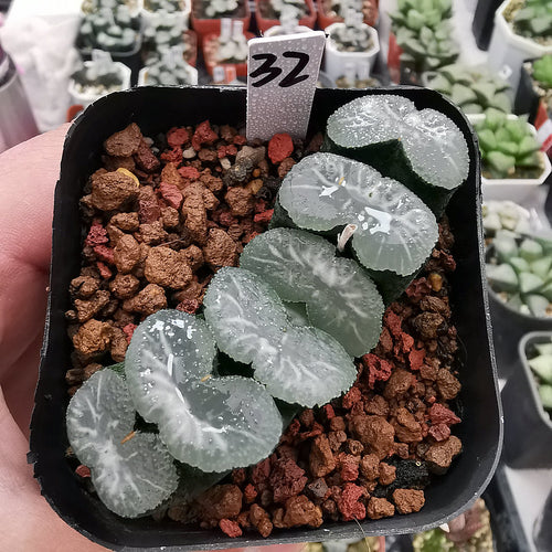 Haworthia 'Ice Lake' : Real Live Succulent Cactus Plant