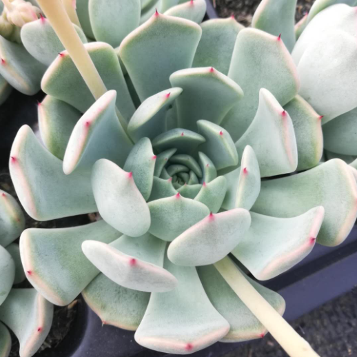 succulent plants wikipedia Real Live Succulent Cactus Plant : Echeveria norma