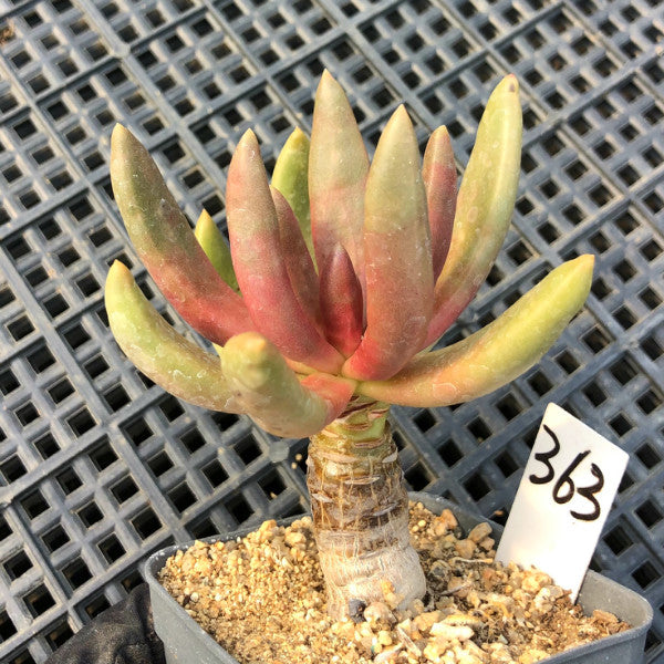 Pachyphytum fittkaui Moran : Real Live Succulent Cactus Plant