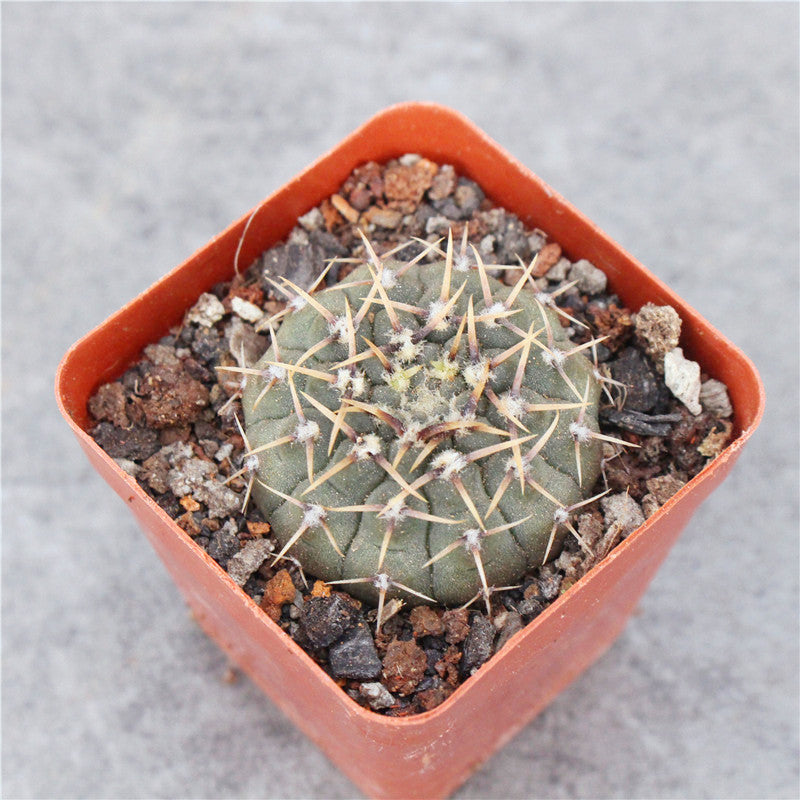 Real Live Succulent Cactus Plant :  Gymnocalycium bodenbenderianum