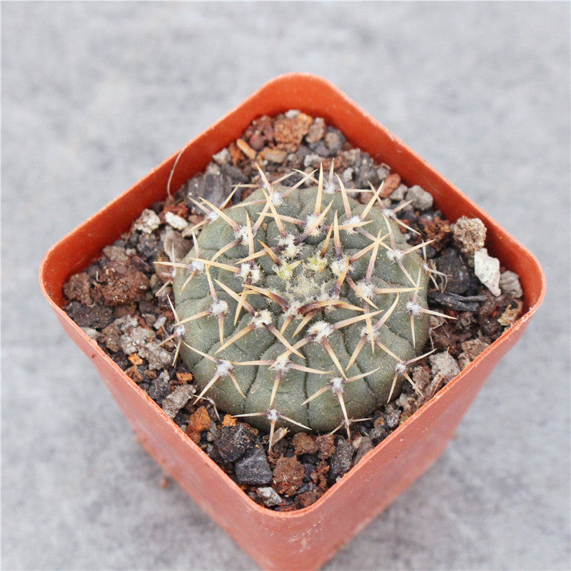 Real Live Succulent Cactus Plant : Gymnocalycium bodenbenderianum