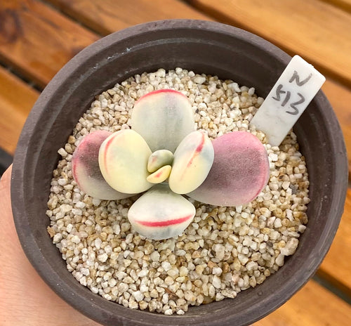 Cotyledon orbiculata 'Pingpang Ball Variegata' : Real Live Succulent Cactus Plant