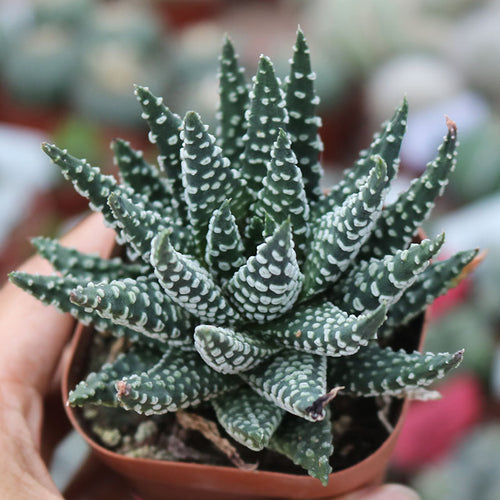 Haworthia pumila (L.) M. B. Bayer : Real Live Succulent Cactus Plant