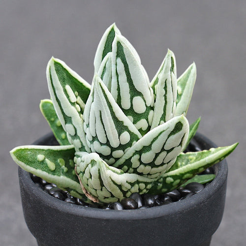 Real Live Succulent Cactus Plant :  Haworthia pumila cv. Angel's Tears Tenshi no Namida