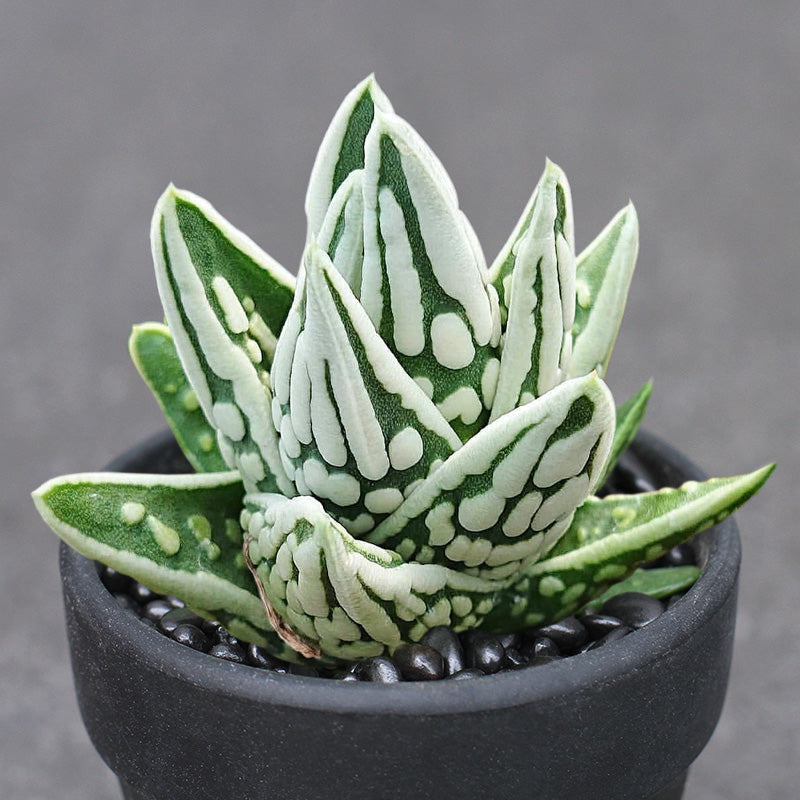 tears succulent Real Live Succulent Cactus Plant : Haworthia pumila cv. Angel's Tears – Succulent Zone
