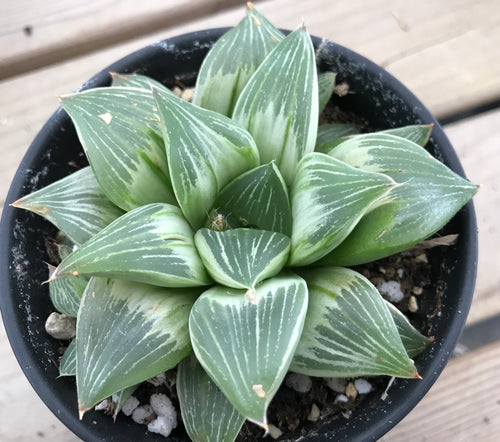 Haworthia retusa 'Emperor Variegata' : Real Live Succulent Cactus Plant