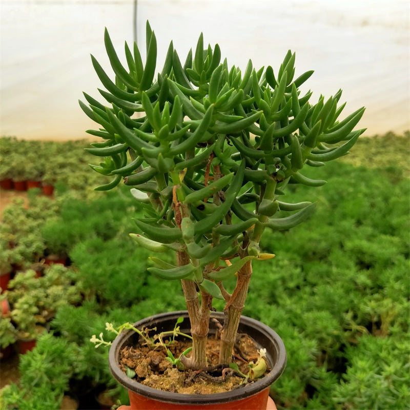 Real Live Succulent Cactus Plant : Crassula tetragona L