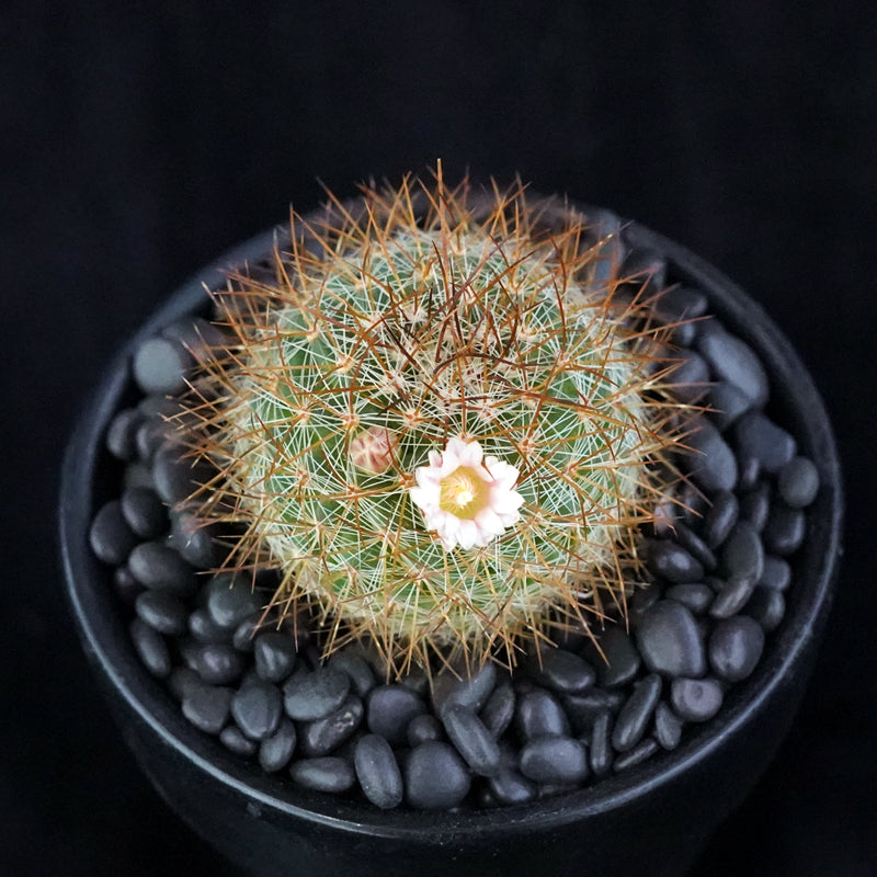 Mammillaria melanocentra Poselg. : Real Live Succulent Cactus Plant