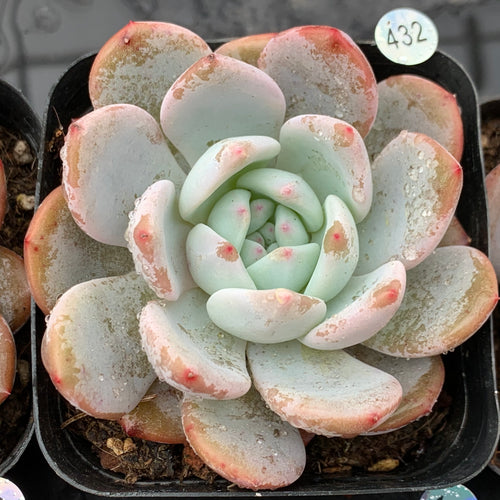 Real Live Succulent Cactus Plant :  Echeveria 'Snow Angel'