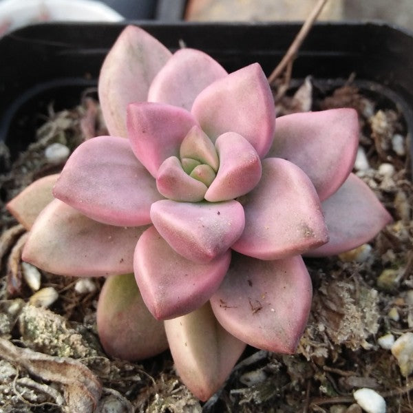 bronze succulent x Graptosedum 'Bronze Hime Variegata' : Real Live Succulent Cactus Pla –  Succulent Zone
