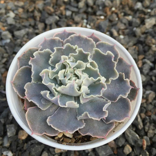 Real Live Succulent Cactus Plant :  Echeveria 'Desert Star'